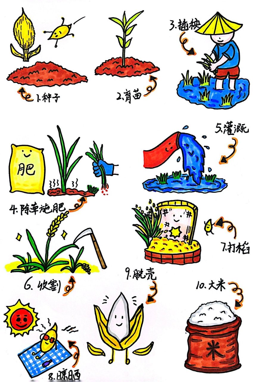 一粒米的诞生(水稻生长图鉴)