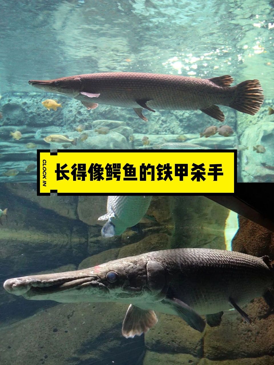 白化鳄雀鳝鱼图片