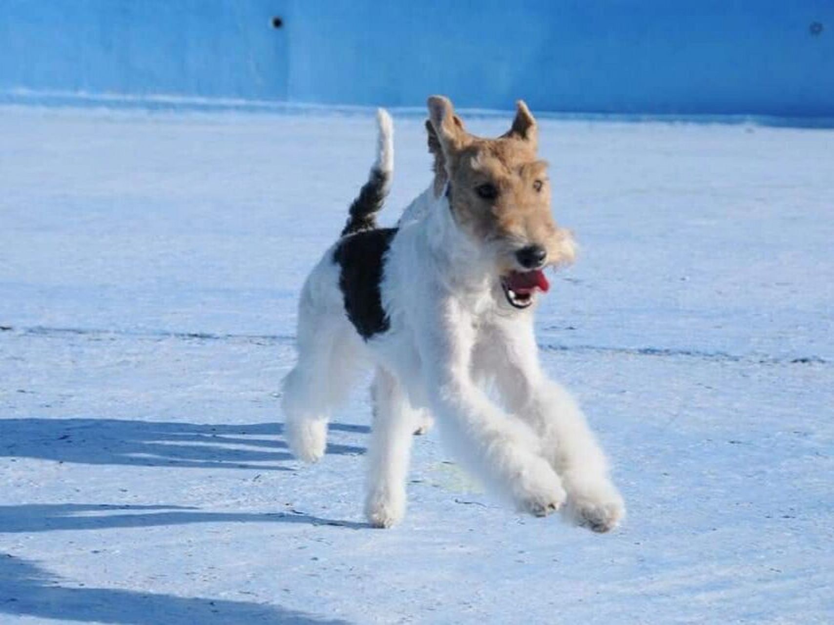 短毛小型犬有哪些图片