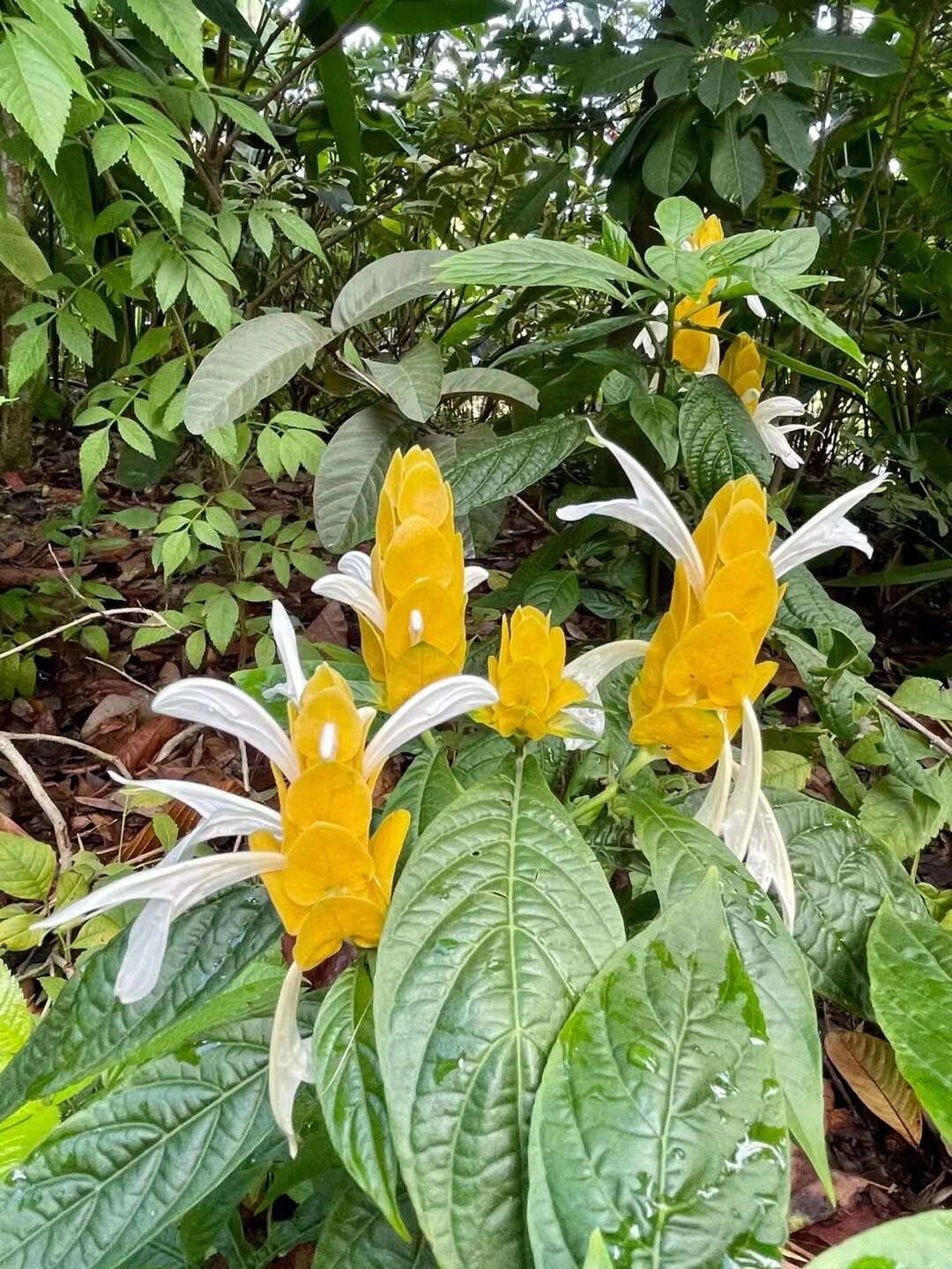 金苞花 别称 艳苞花/花叶爵木/黄虾花/金苞虾衣花 黄金宝塔/虾子花