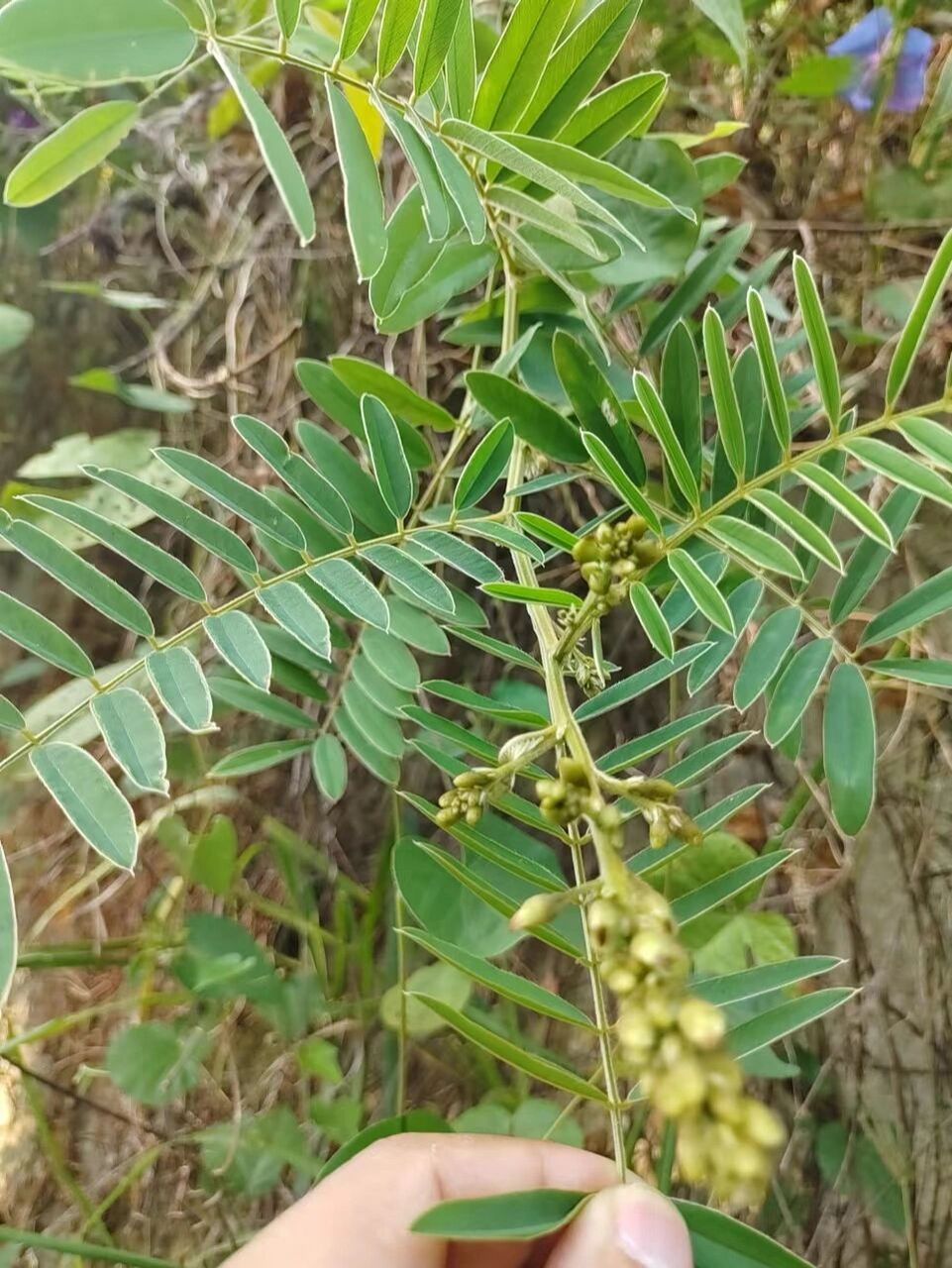 本土原生中草药(23)牛大力 牛大力 性平,味甘, 归肺,脾,肾经, 具有