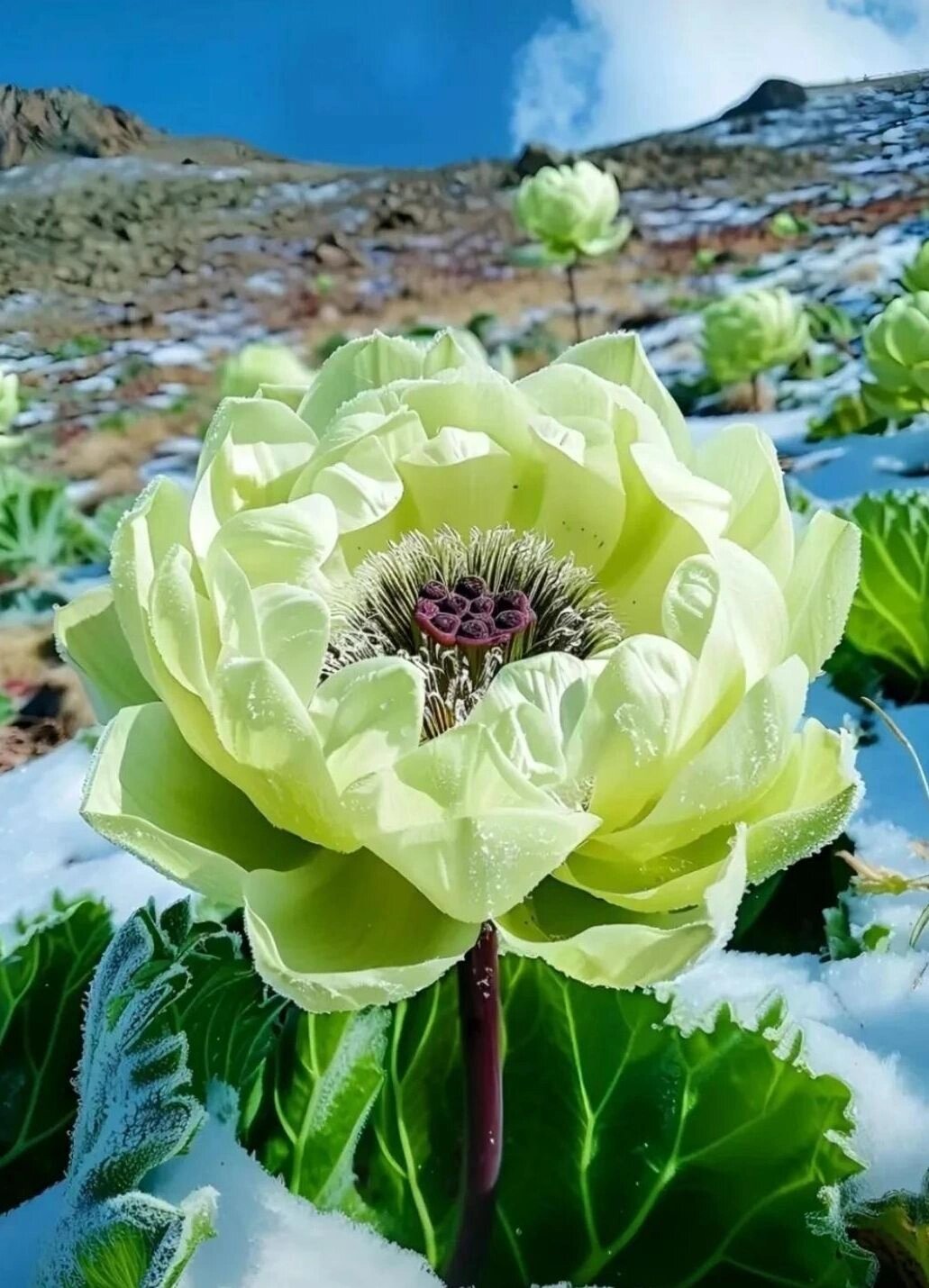 《雪莲花语 》 雪莲花在寒冷的雪山上傲然挺立,展现着不屈的姿态.