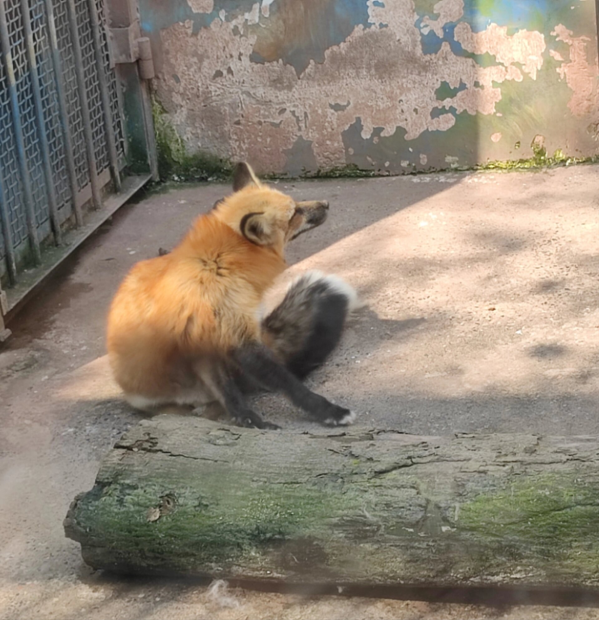 重庆动物园熊猫"抽烟