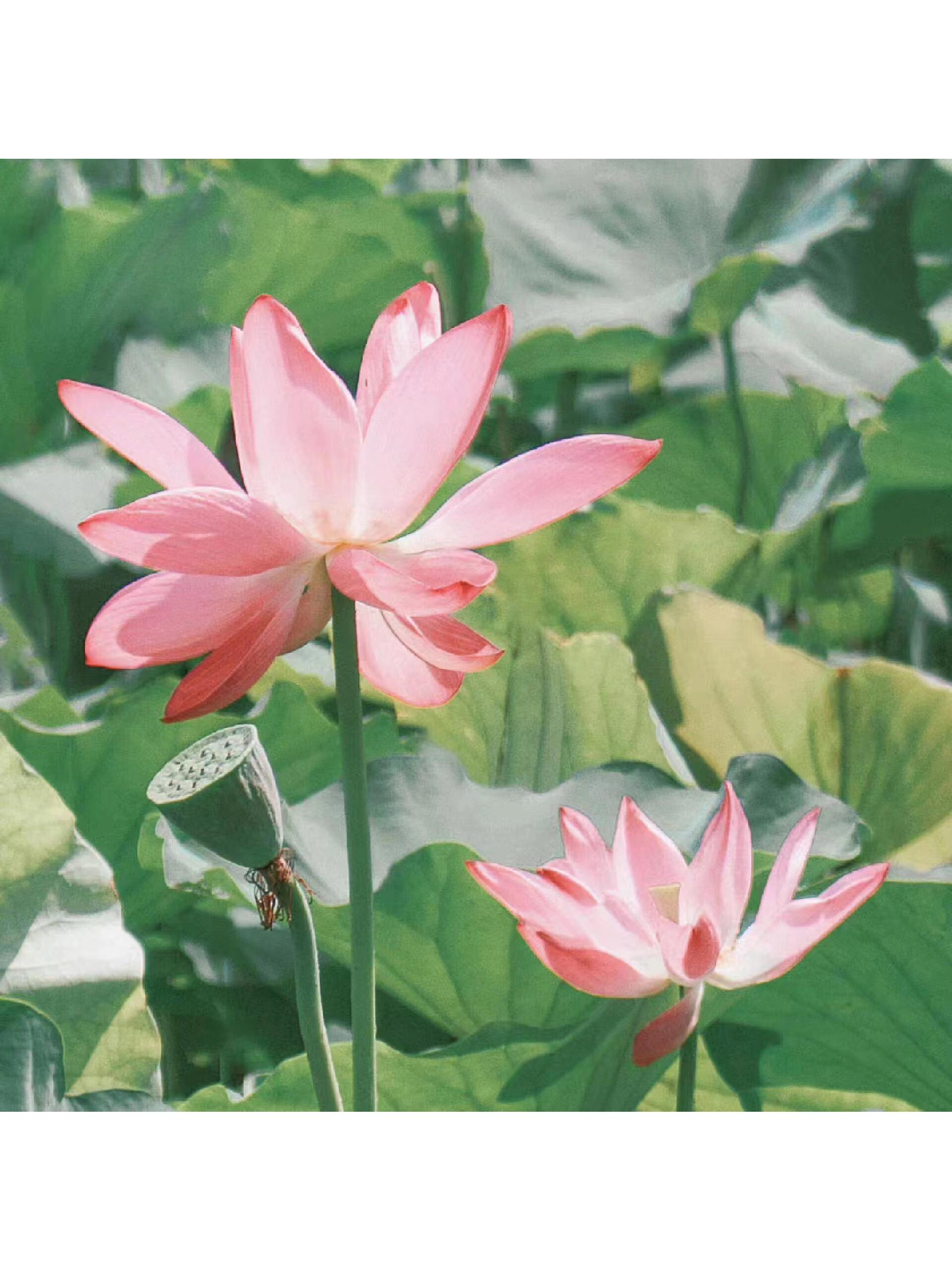 每日一善,阳光信用配图 文案     7715或许有时候路不会按照计划