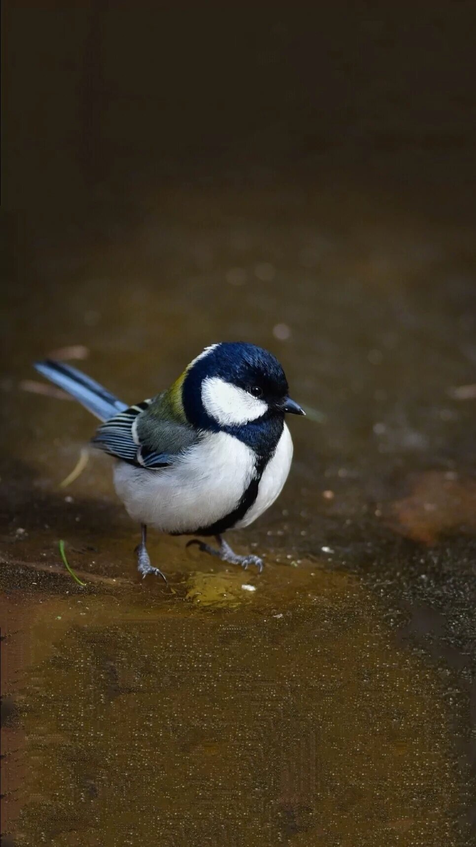 爱护鸟类,保护野生动物(大山雀) 俗称:黑子 ,吱吱黑, 属:鸟纲,山雀科