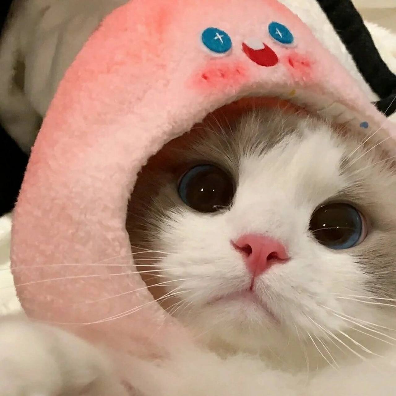 今日份头像分享 |微信宠物头像可爱 萌宠 #萌宠头像# #头像# #微信