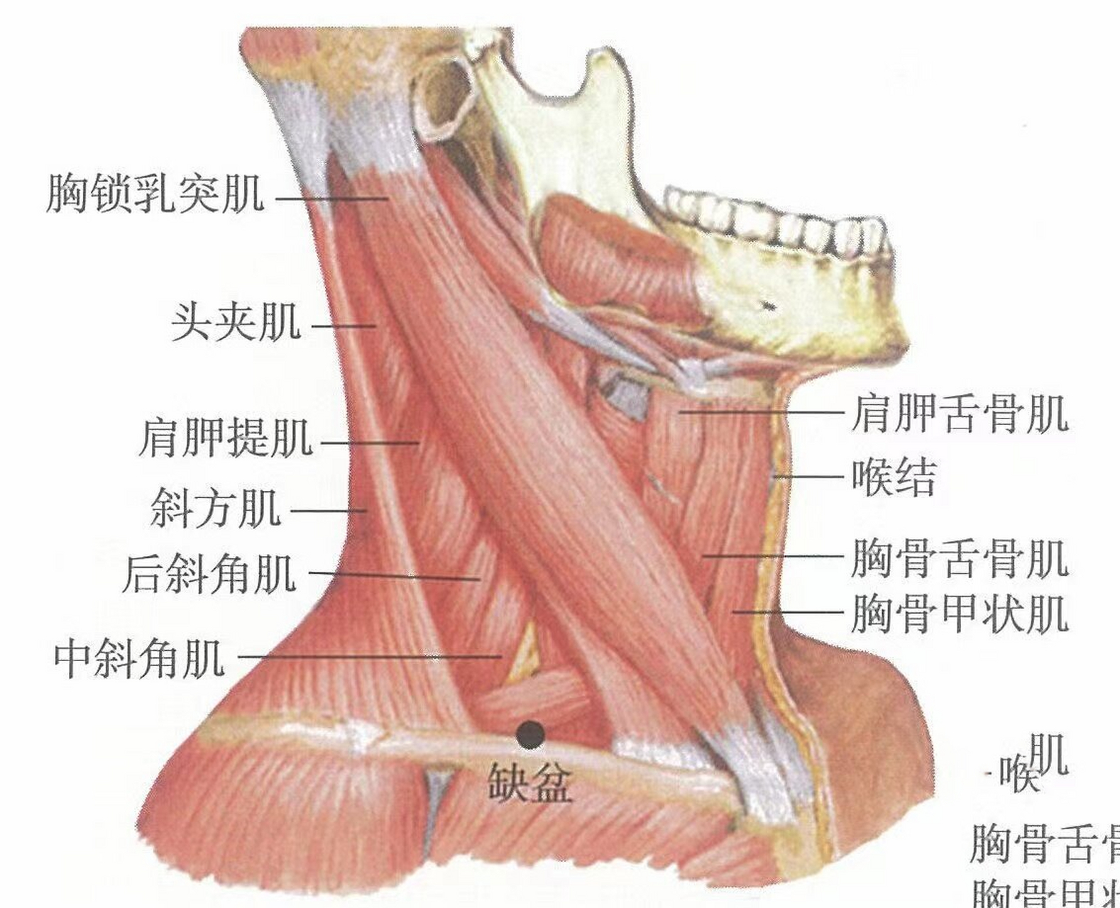 锁骨上下窝的位置图片图片