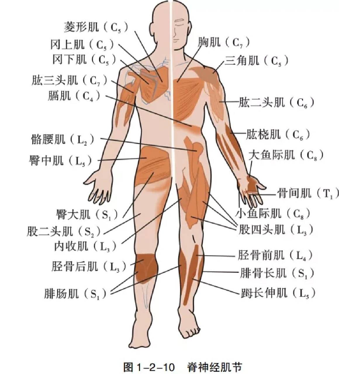 神经支配区 神经根病是指脊神经或其分支轴突传导阻滞而导致的一种