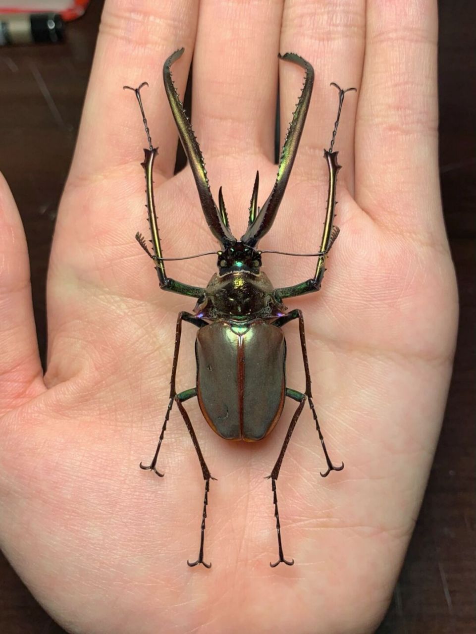 两种长牙锹甲的标本～ 智利长牙锹甲,由于达尔文在第二次搭乘贝格尔号