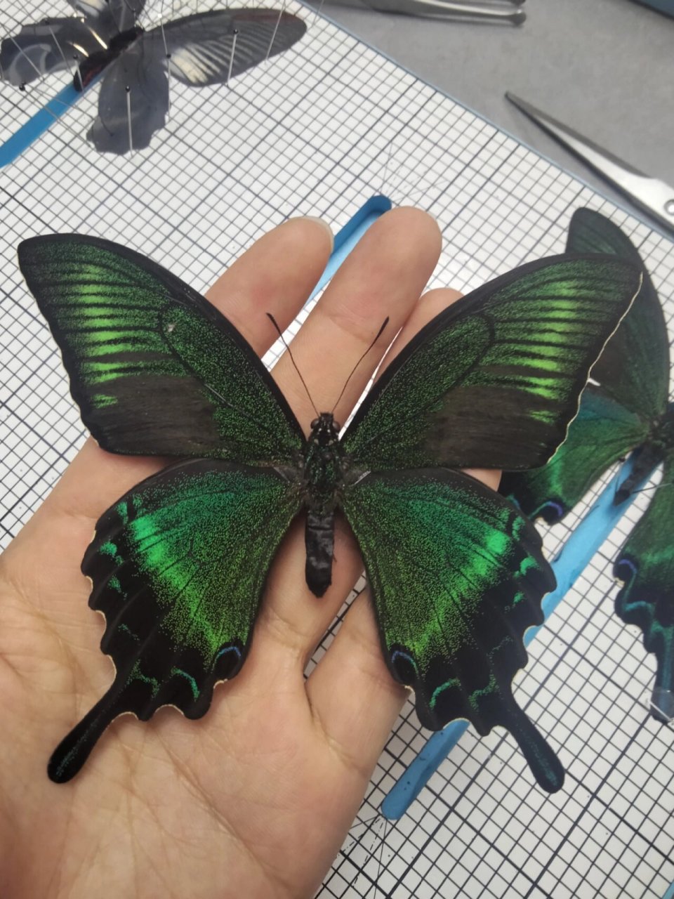 绿带翠凤蝶夏型 四只雄蝶,采集自黑龙江.