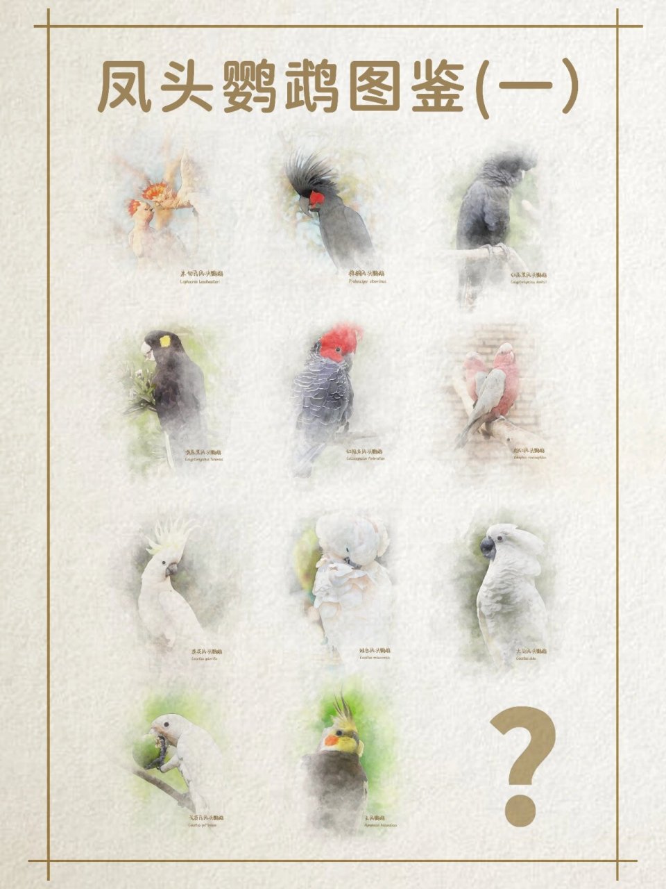 玄凤鹦鹉也可以叫鸡尾鹦鹉 和其他凤头鹦鹉一样属于凤头鹦鹉科内