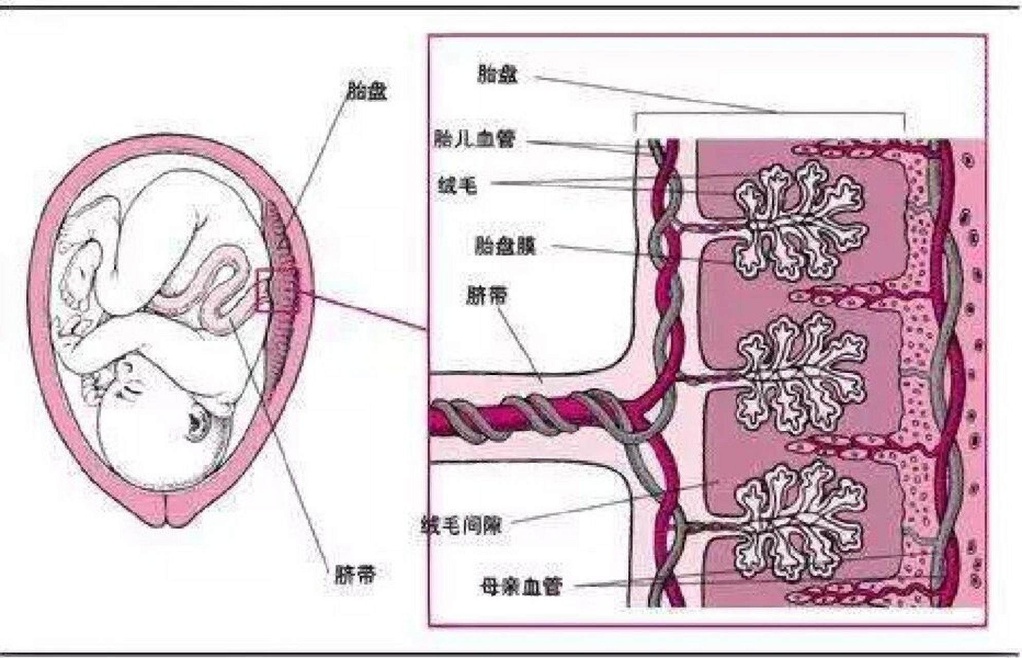 胎盘图片示意图图片