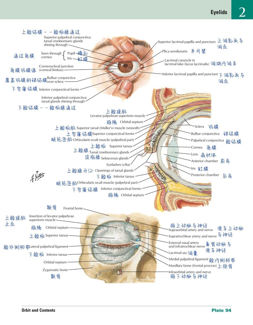 眼部解剖结构图解眼睛图片