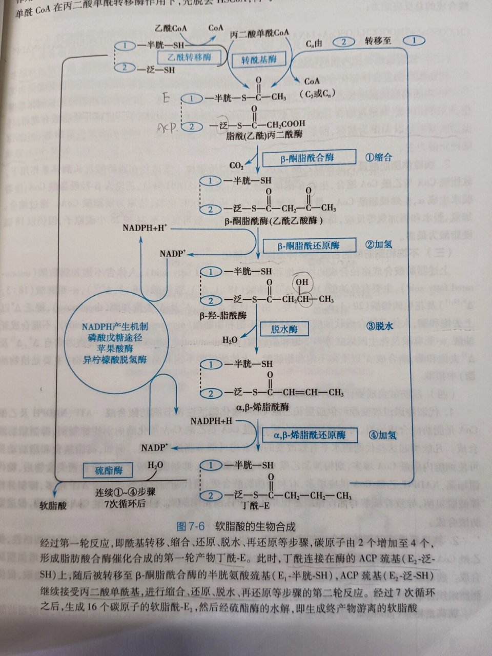 脂质代谢图流程图图片