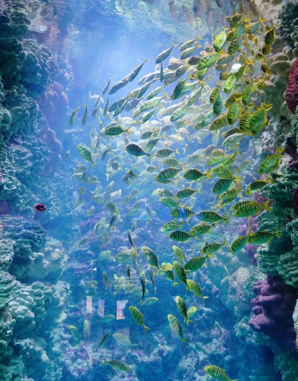 济南旅游推荐----泉城海洋极地世界 74泉城海洋极地世界95 泉城