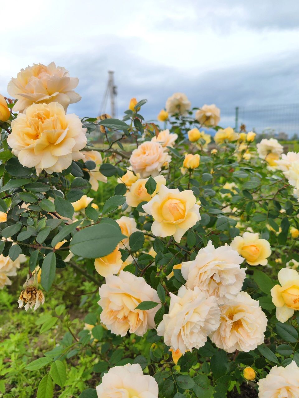 月季夏邦杰,在黄色花里,薊马都不爱的品种 夏邦杰圆润灌木丛,建议地栽