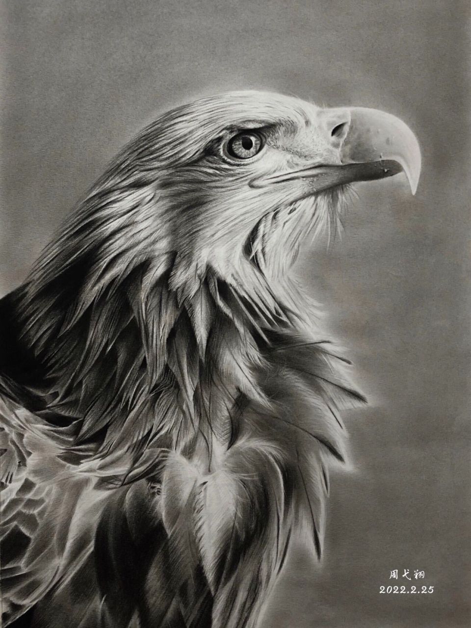 【素描动物】老鹰07游弋天空的雄鹰终将飞翔 所用工具:炭笔,纸擦笔