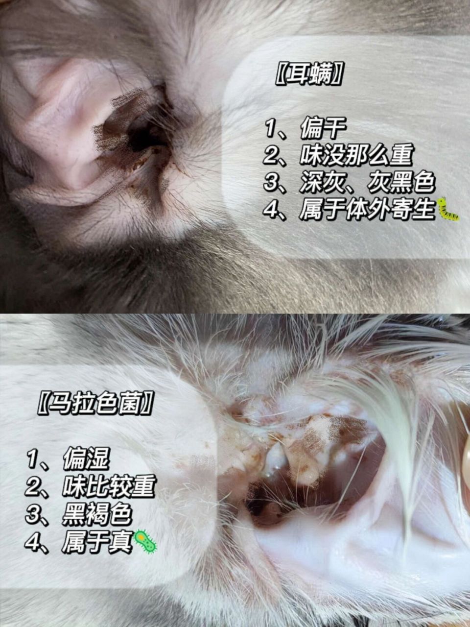 猫耳道马拉色菌图片