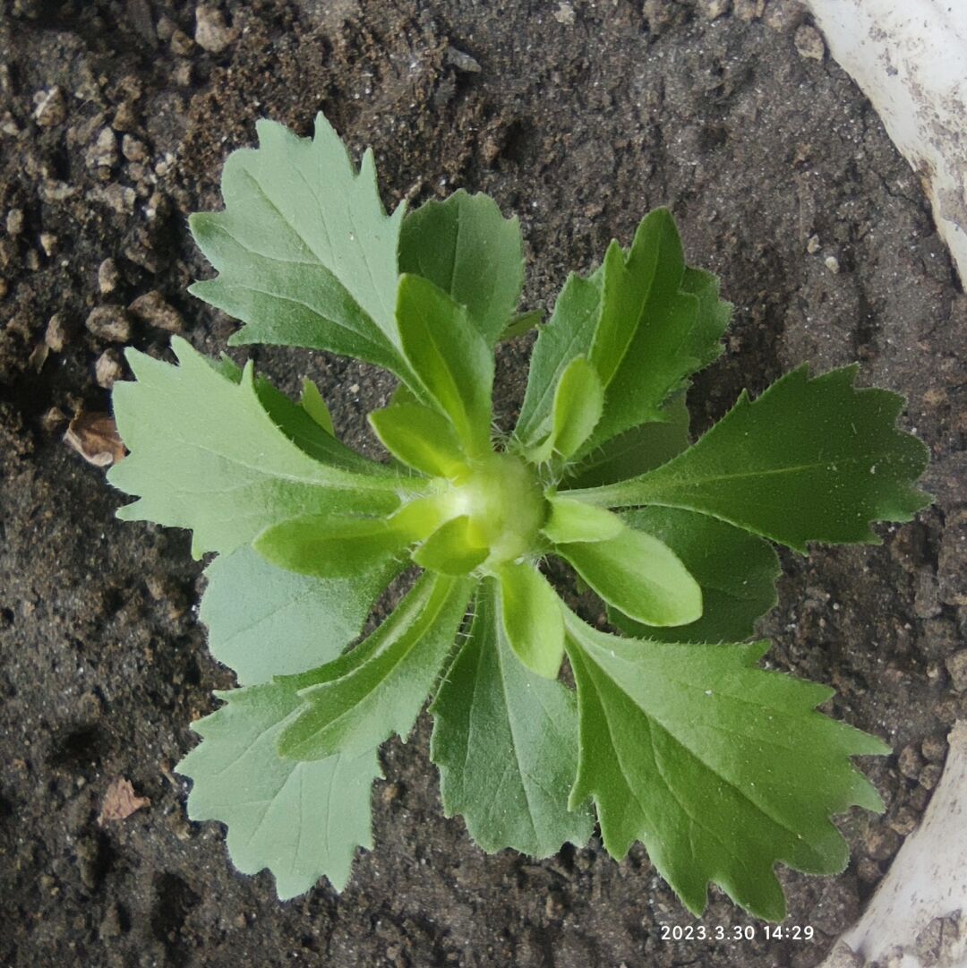 翠菊刚发芽图片图片