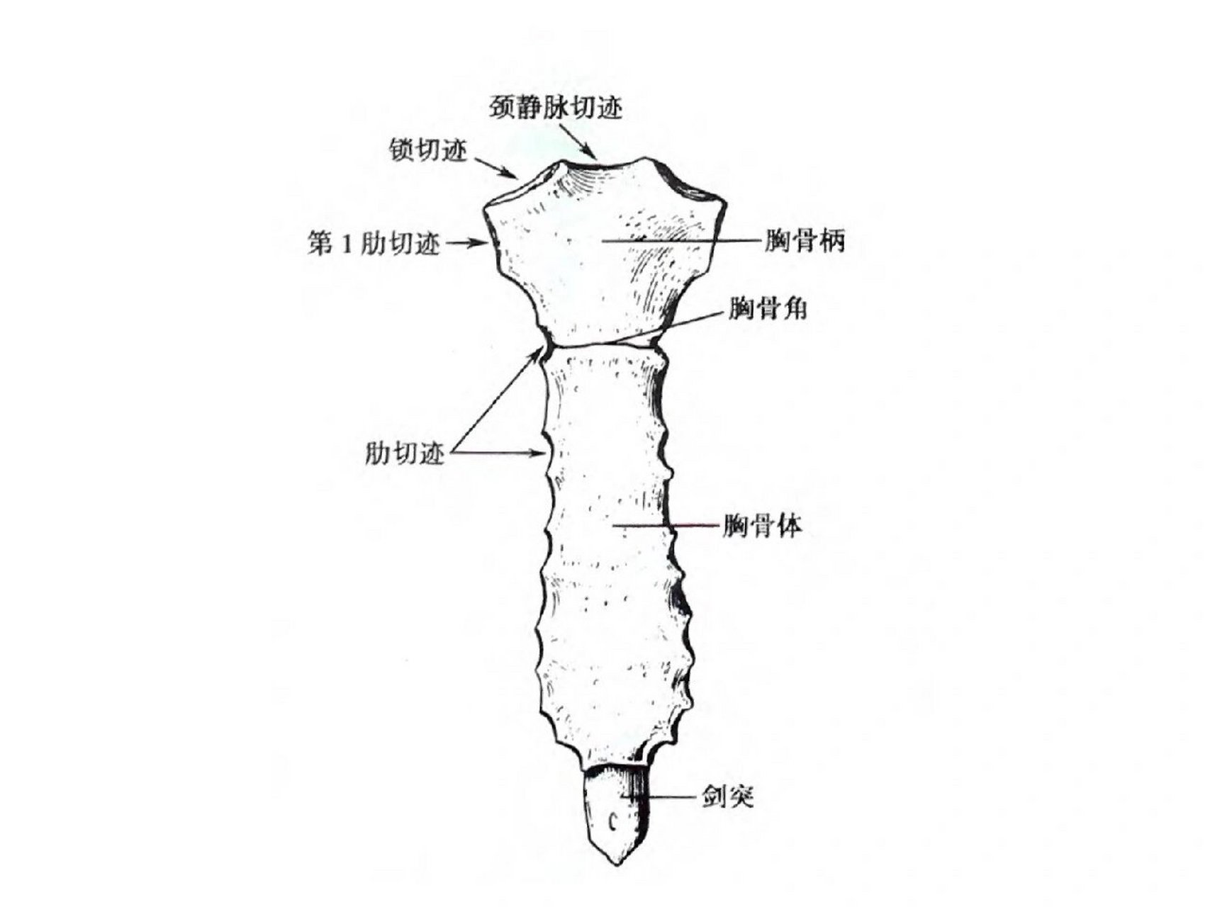 胸骨骨髓穿刺部位图解图片