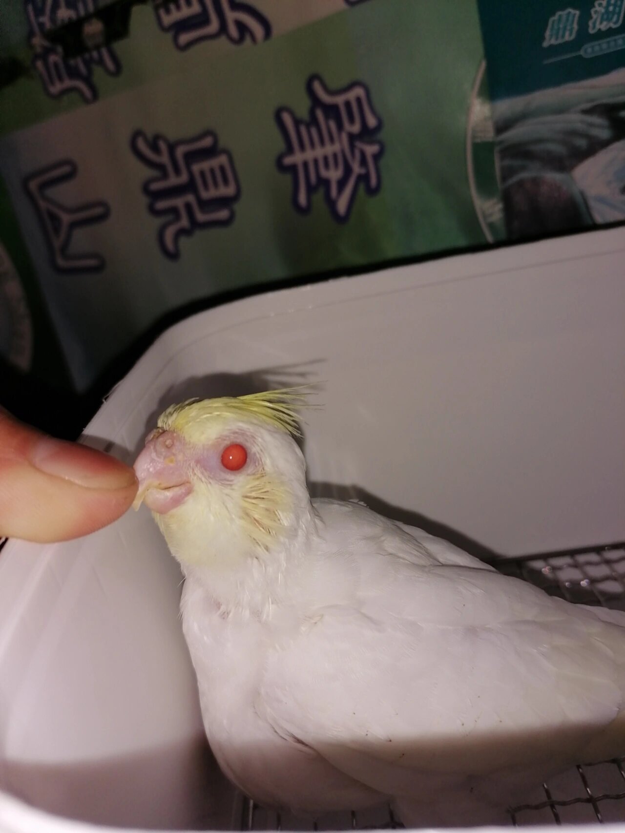 玄凤鹦鹉--金冠华乐