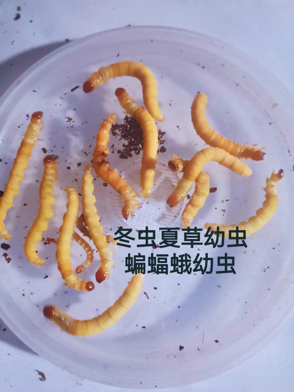 马上就会羽化成蛹了,冬虫夏草幼虫也叫蝙蝠蛾幼虫