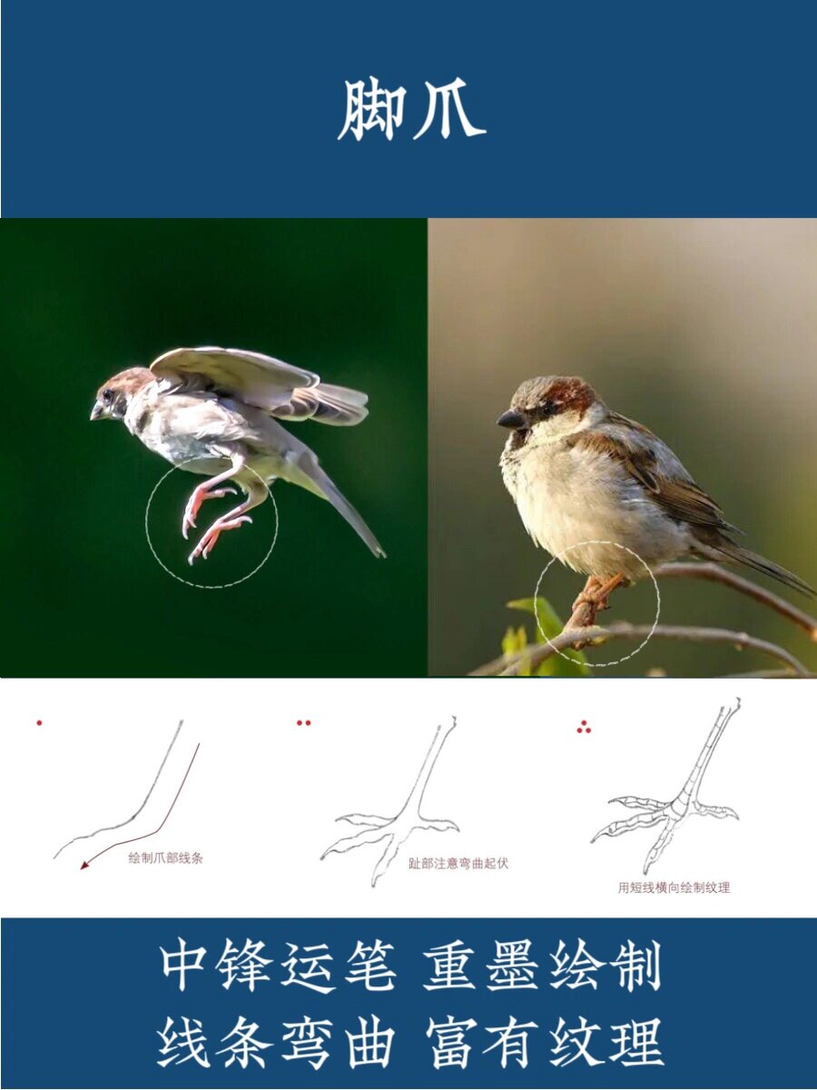 艺烩白描|零基础第11天-麻雀的画法 麻雀又名树麻雀,霍雀,家雀,麻谷等