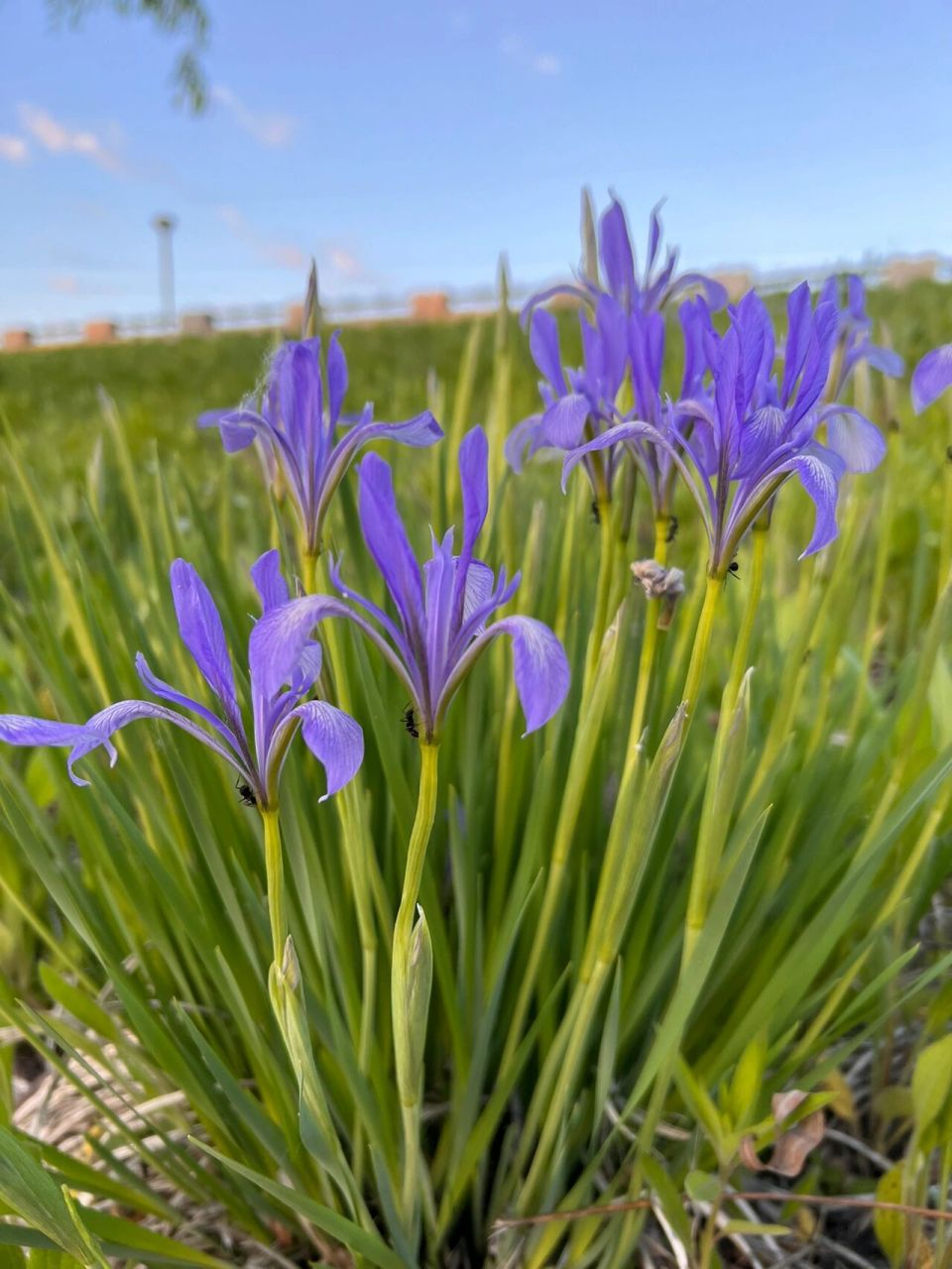 不仅自己生命力顽强,还用稀少的花朵汁液哺育蚂蚁,东北零下三十度的
