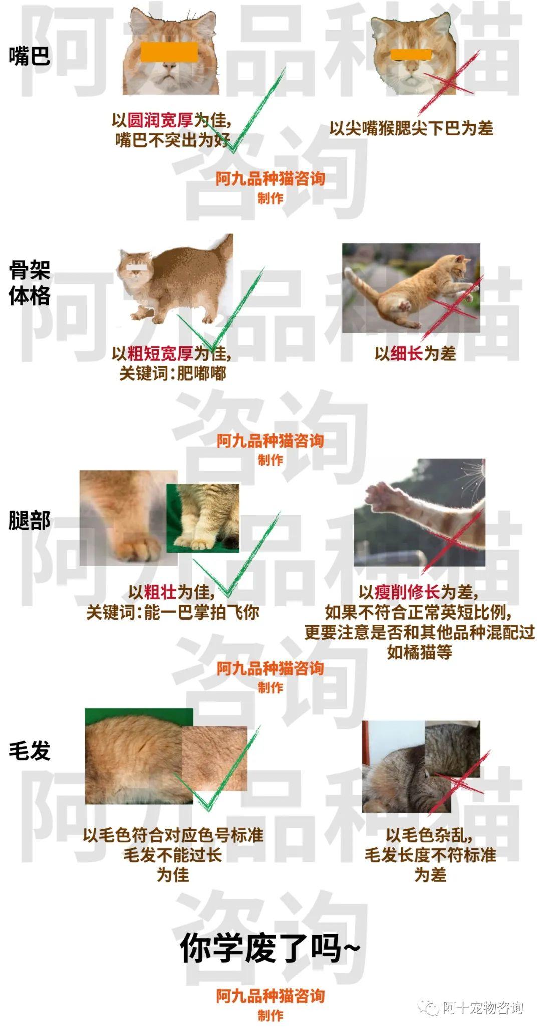 怎么辨别猫的蓝膜图片