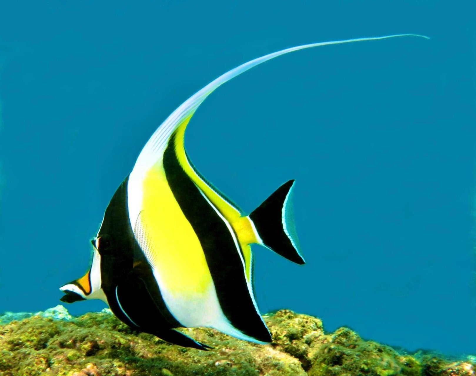 角蝶鱼|嘴巴嘟嘟背鳍长长身体扁扁 98 fantasea·奇妙海洋 	 128.