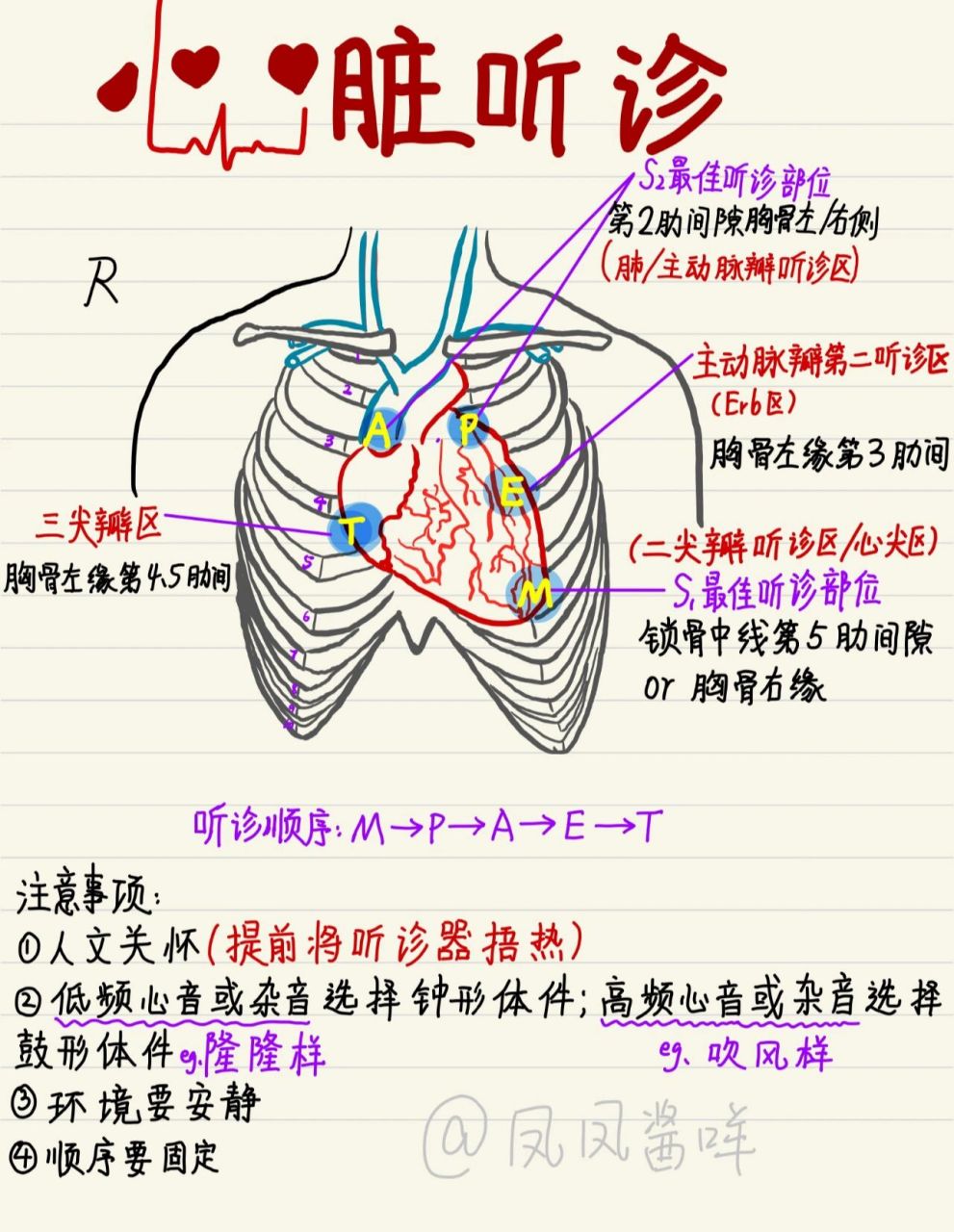心脏听诊体表位置图片