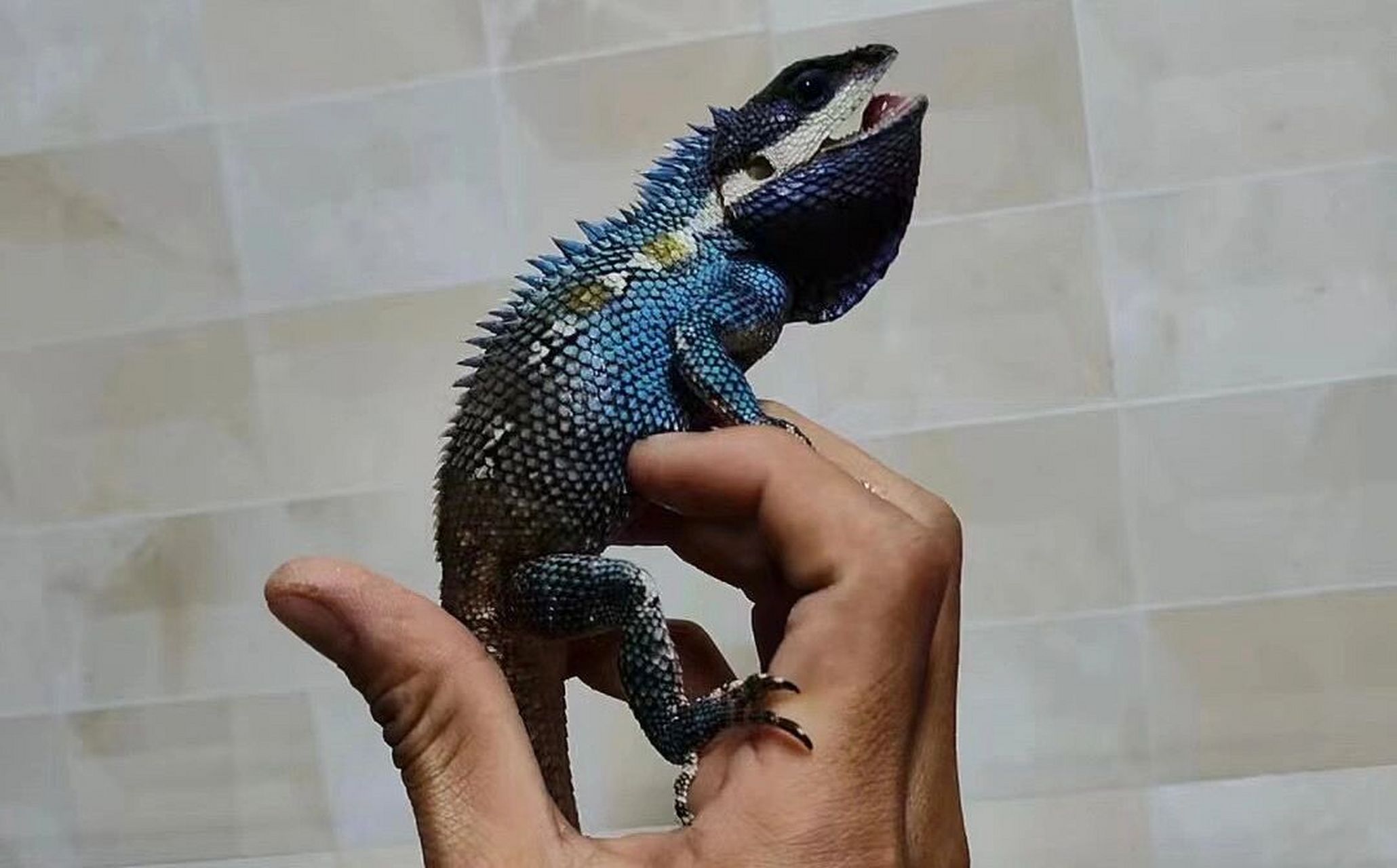 这期做个全面的解答这是一篇关于白唇树蜥饲养的文章.