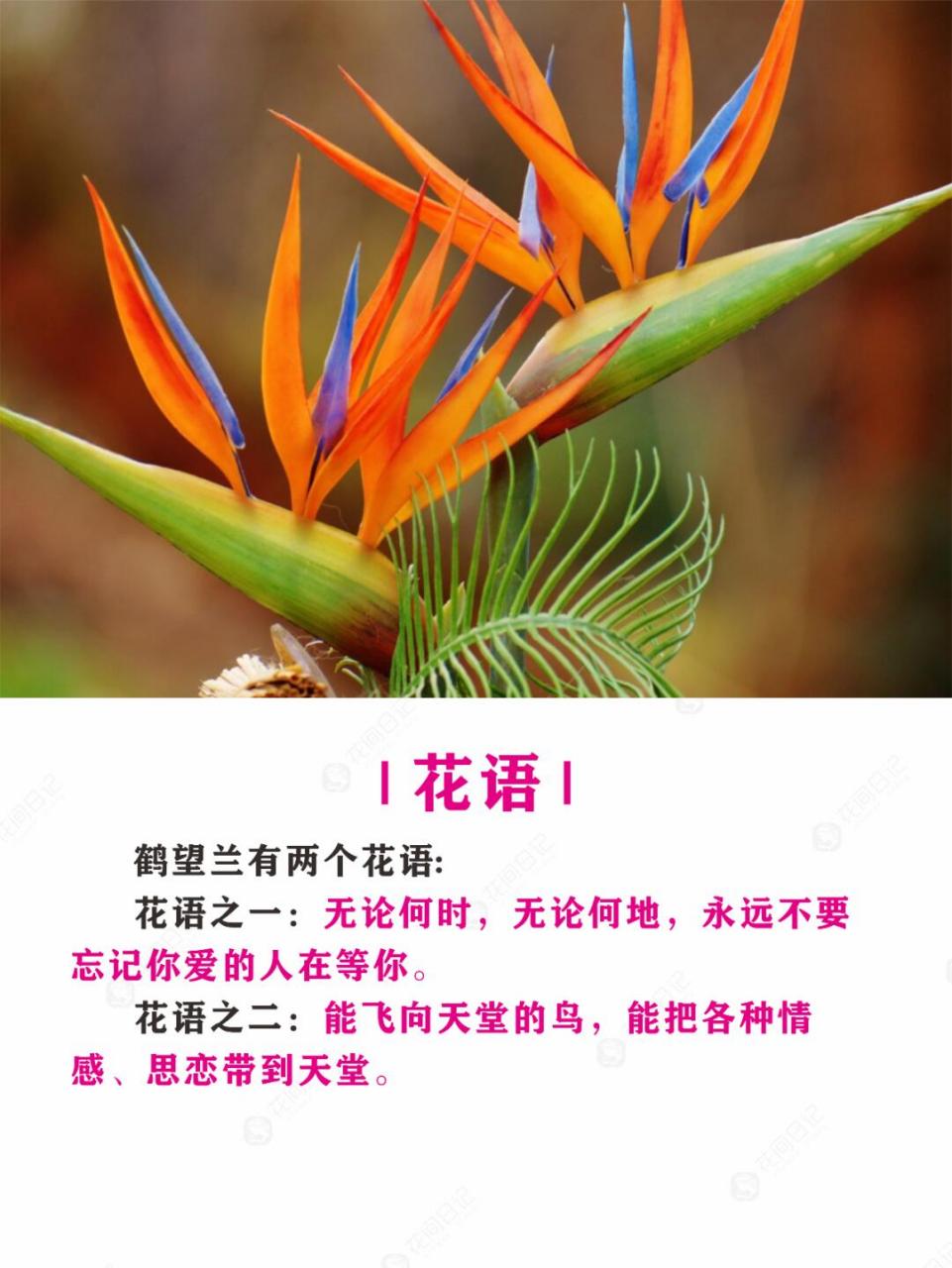 简介 | 鹤望兰又名天堂鸟,快乐鸟花,属于旅人蕉科多年生草本植物.