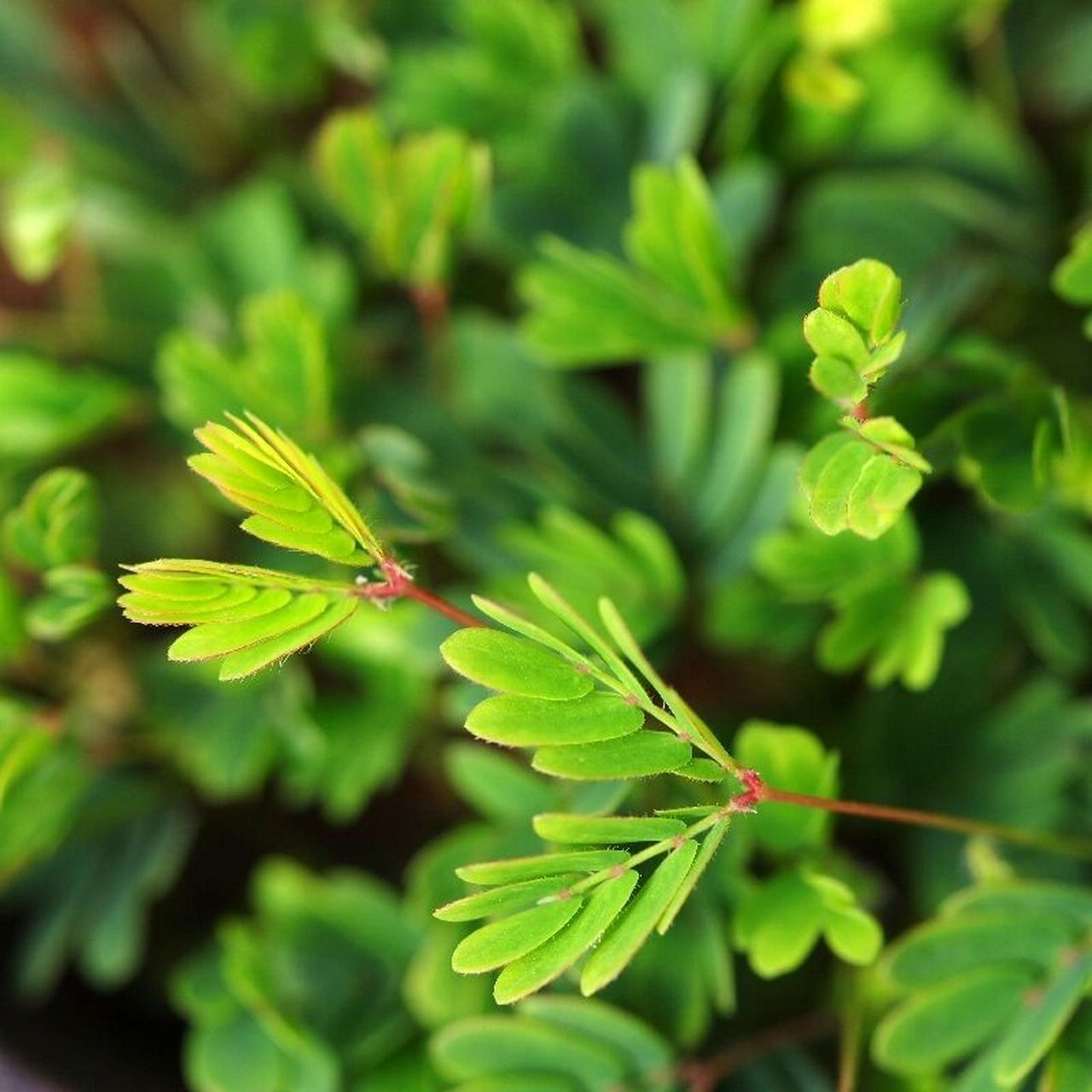99每天认识一款植物——含羞草 97(1)学名:mimosa pudica.