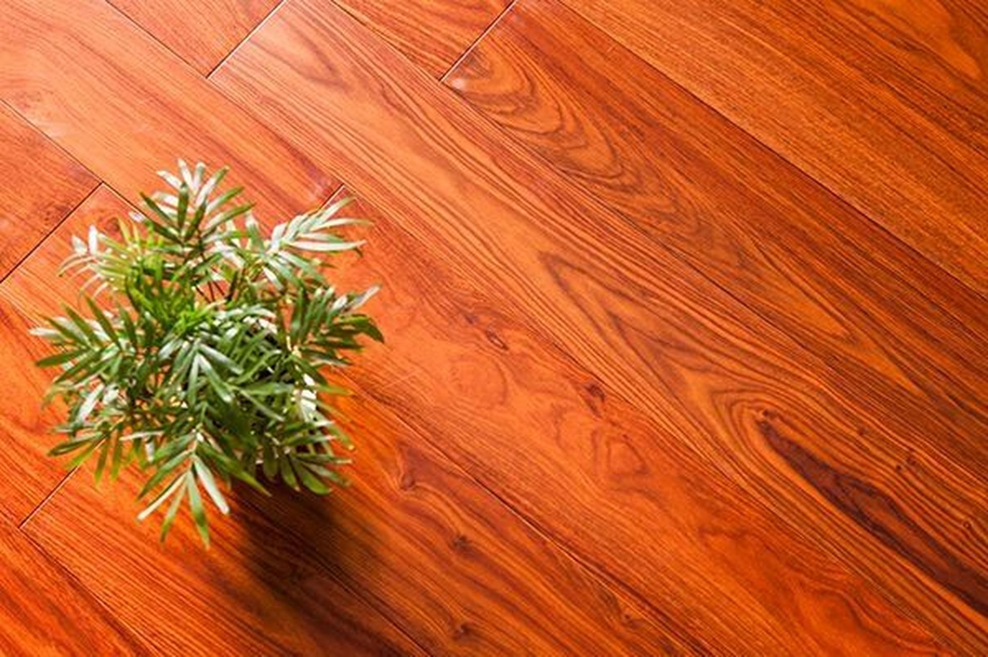 产地:非洲热带地区.