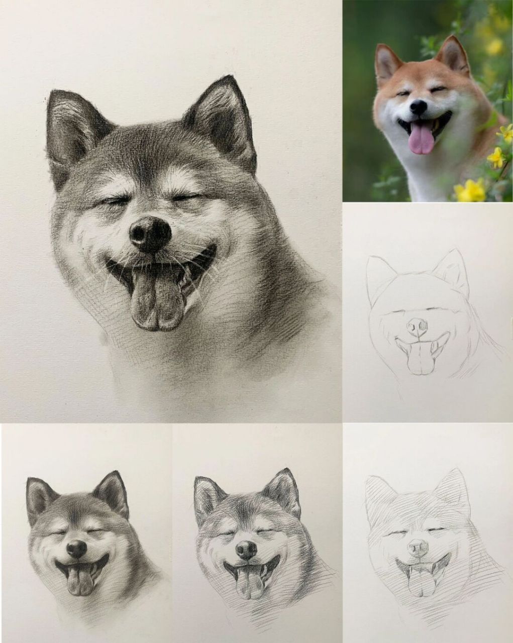 笑眯眼的修勾 素描狗狗步骤详解 #发一张最近的画# #素描# #素描动物