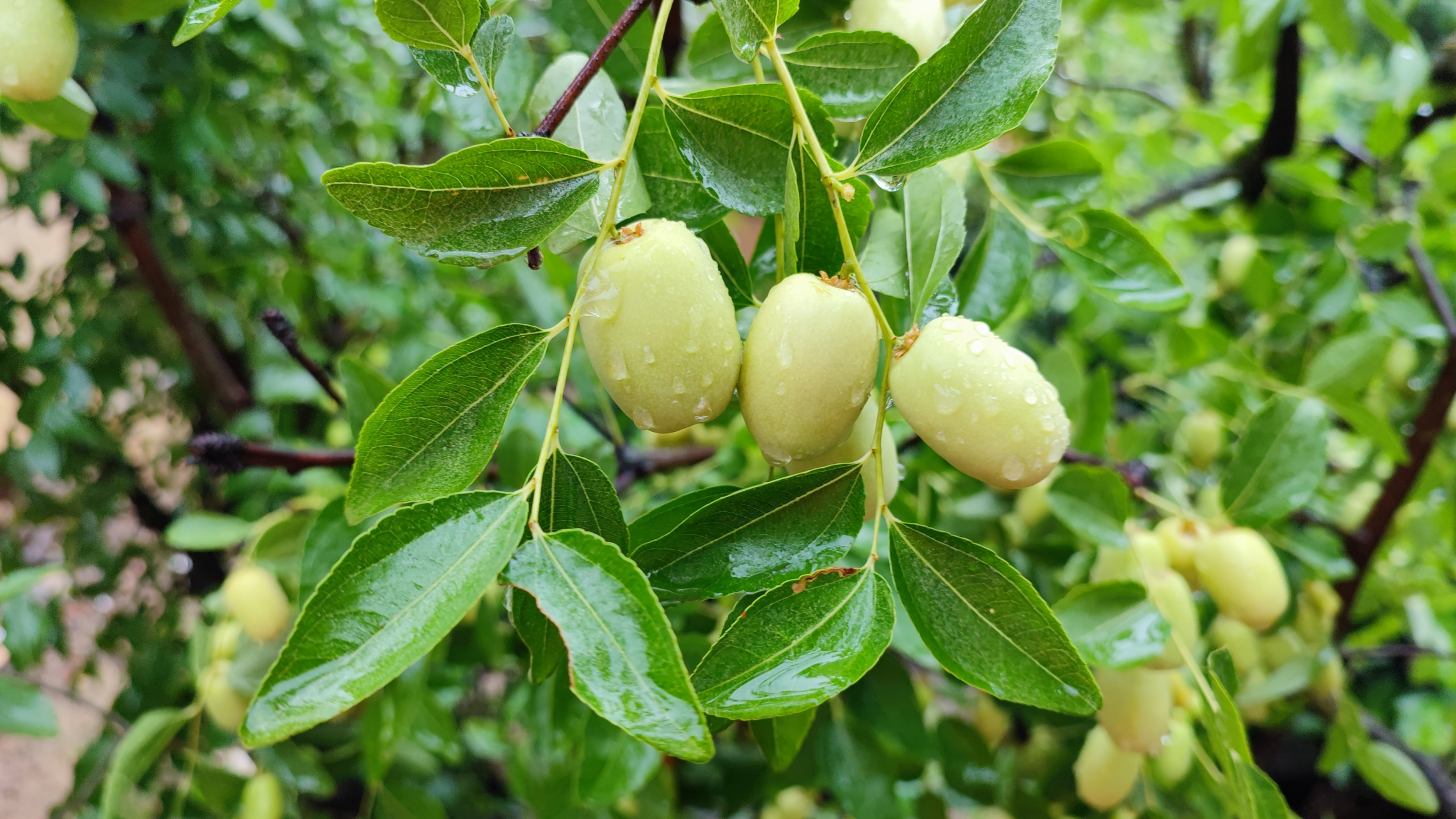 mix fold 3倍变焦直出样张,评价一下算什么水平呢