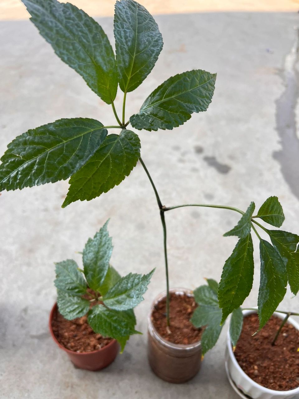 二年三七幼苗盆栽      昨天在三七地里移植三七幼苗,自己拿了几棵