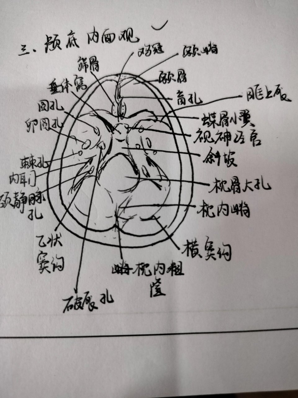 颅底内面观 板绘画颅底内面观真是太难了,而且好难记呀,普通的纸上