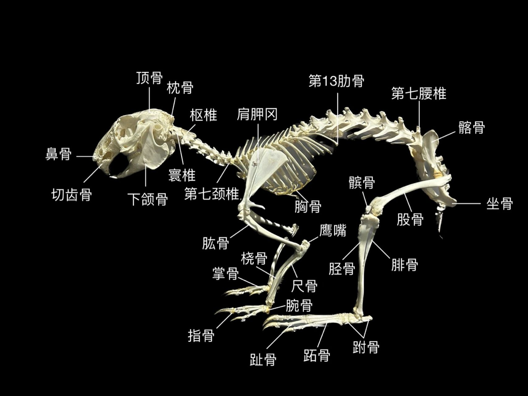 家兔的骨骼系统图图片