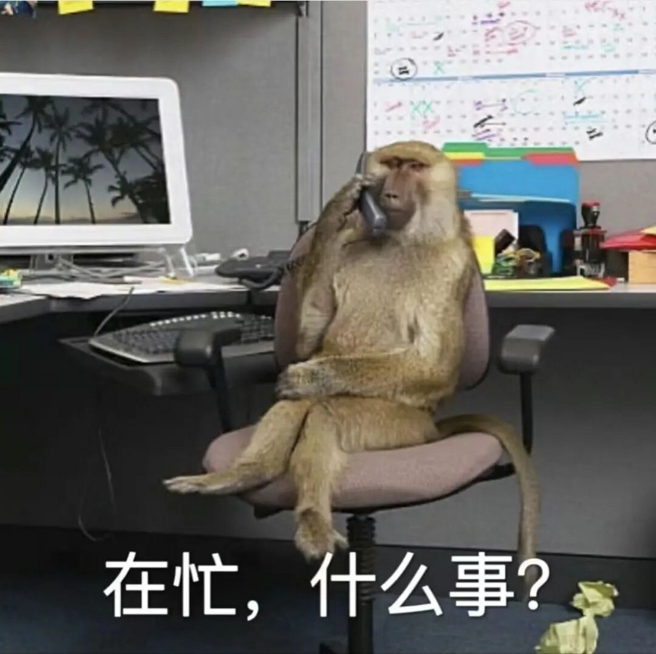 吗喽第2弹 猴子上班97