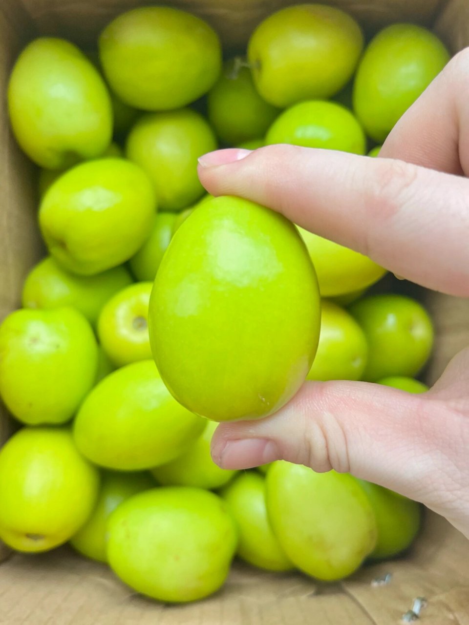 pdd买的元谋青枣真的太好吃啦! 姐妹们!我真的是挖宝小能手!