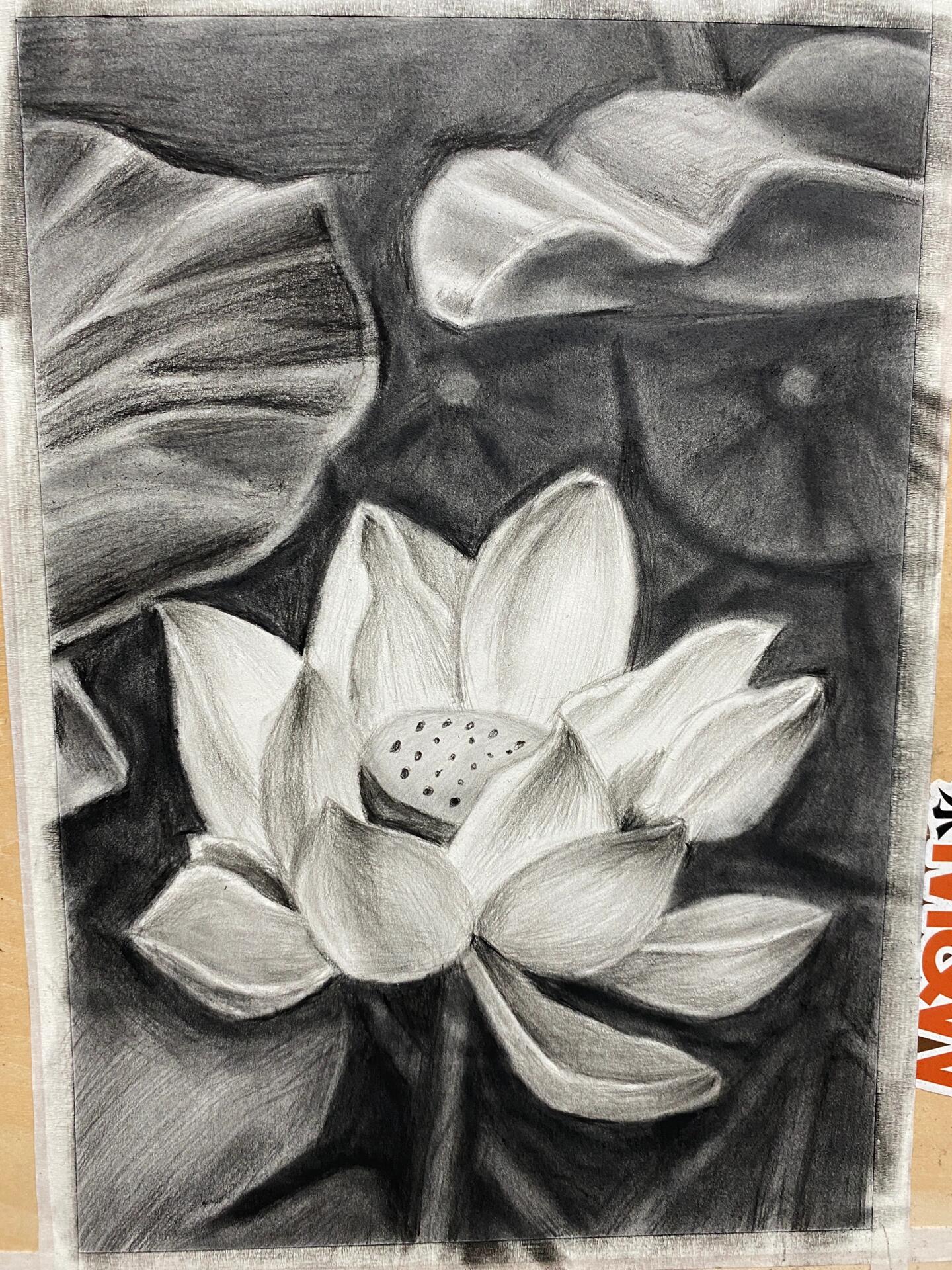 素描— 荷花(步骤图)