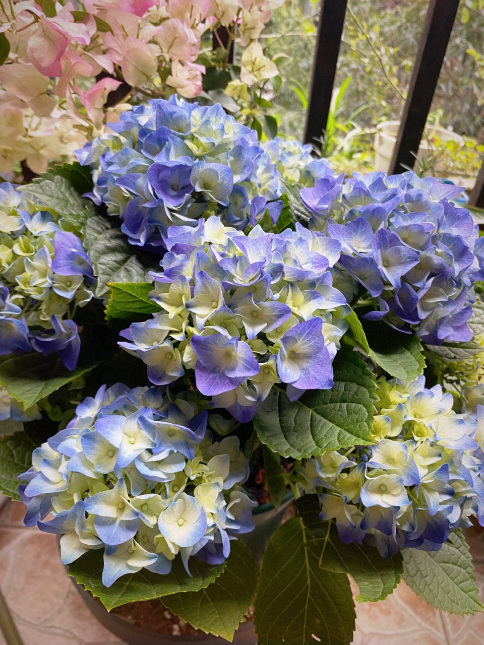 它的名字叫夕颜 重庆这几天又开启过冬模式 本地的绣球都是光秃秃的刚