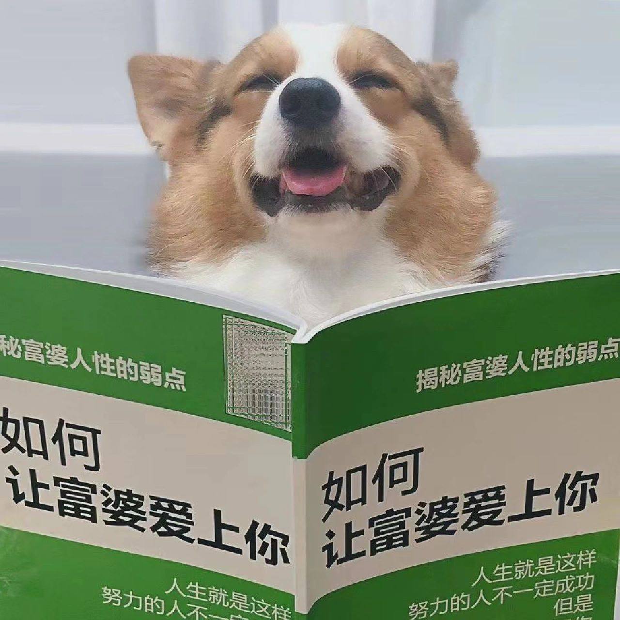 教你如何让富婆爱上你999999 搞怪表情包分享