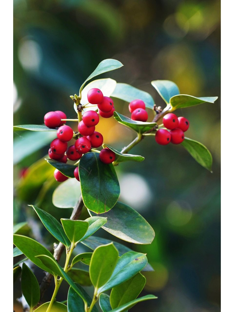圆叶枸骨|无刺枸骨 圆叶枸骨,冬青科冬青属常绿灌木乔木植物枸骨的