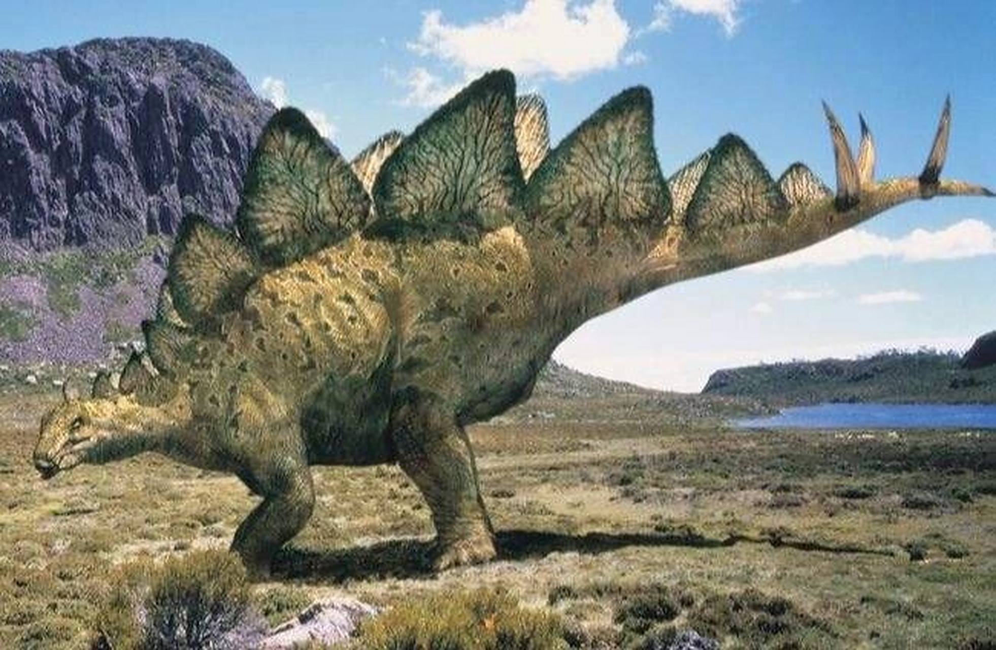 恐龙—剑龙亚目 简介 剑龙亚目是唯一在侏罗纪繁盛的鸟臀目恐龙.