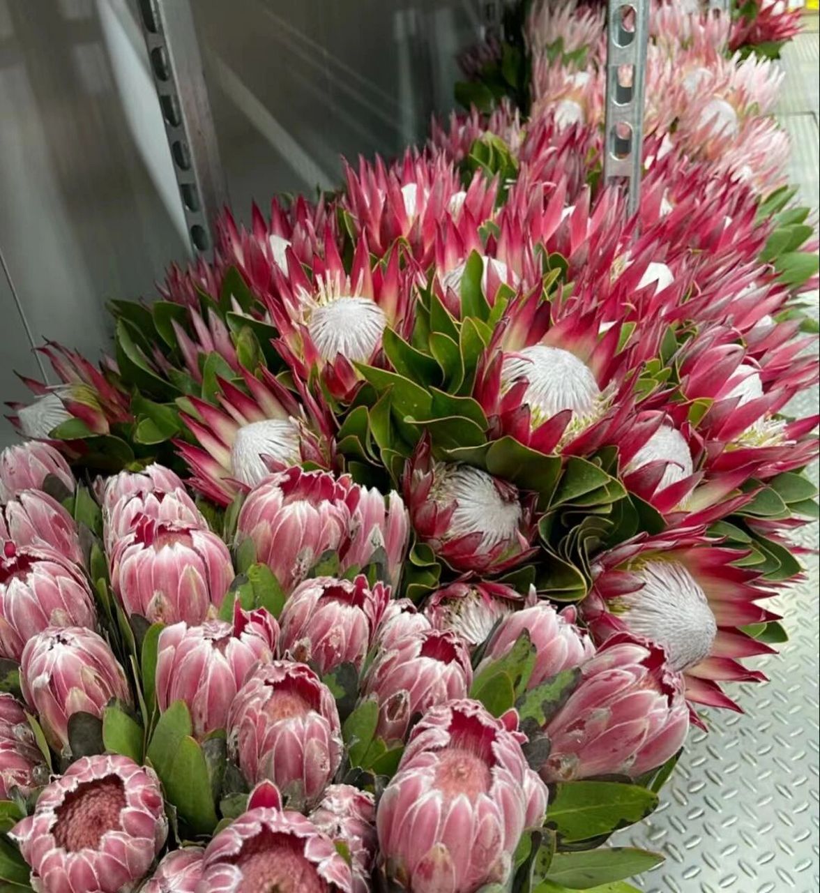 识花系列|南非进口花材(公主帝王花)   帝王花与公主花原本产于南非