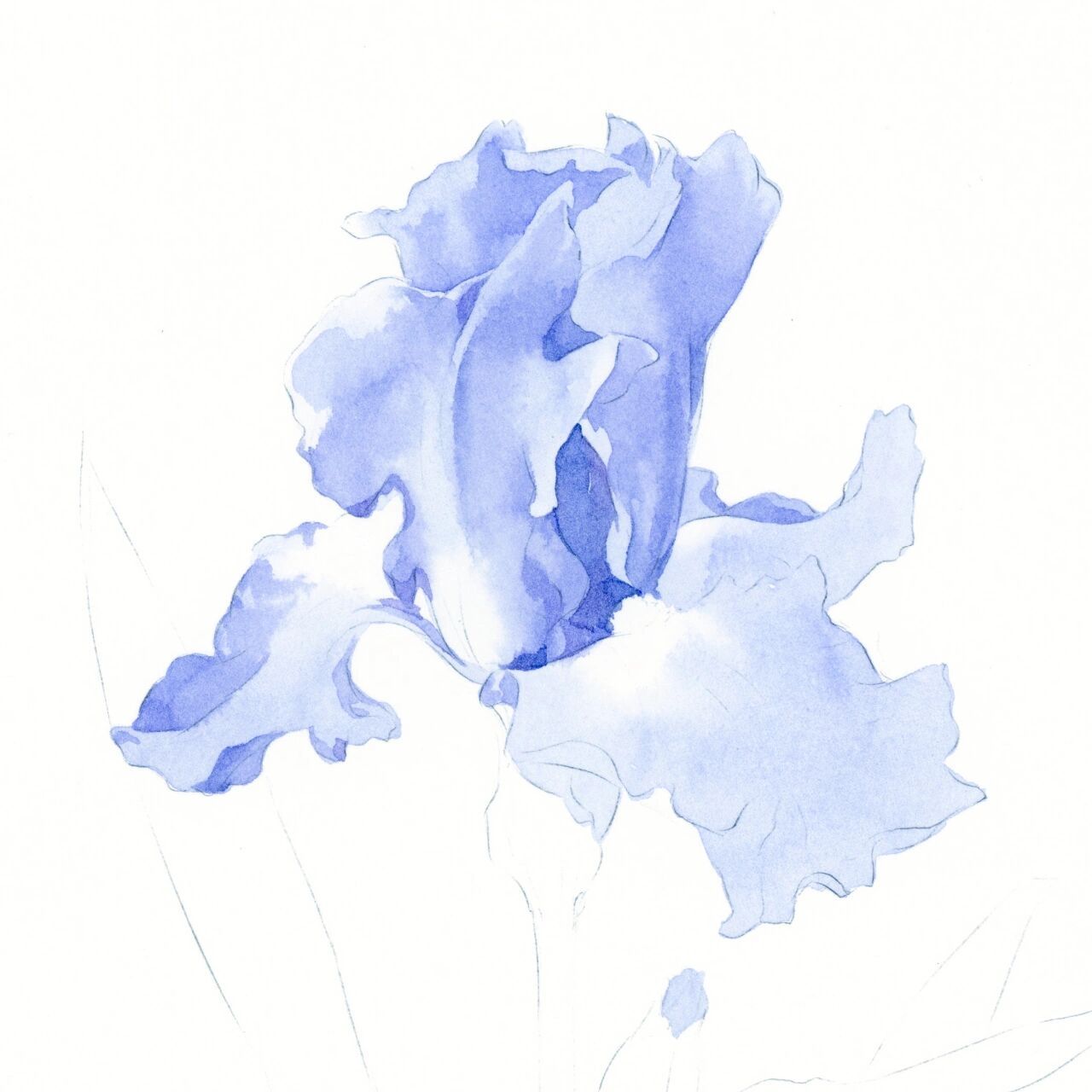 水彩花卉•鸢尾(附教程) 这张鸢尾花,用的是鲁本