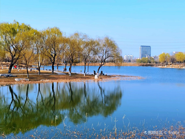 潍坊浞河8号图片